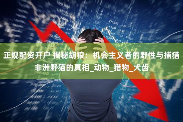 正规配资开户 揭秘胡狼：机会主义者的野性与捕猎非洲野猫的真相_动物_猎物_犬齿